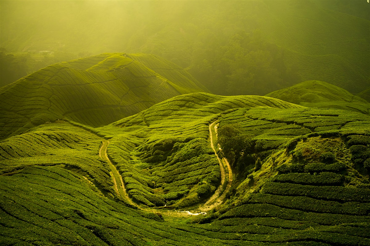 Cameron Highlands travel - Lonely Planet